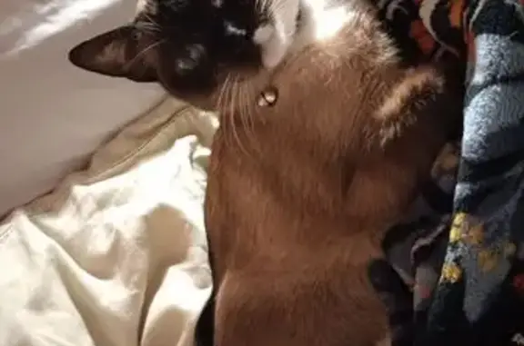 Lost Burmese Cat: Jingles Missing in Clearlake