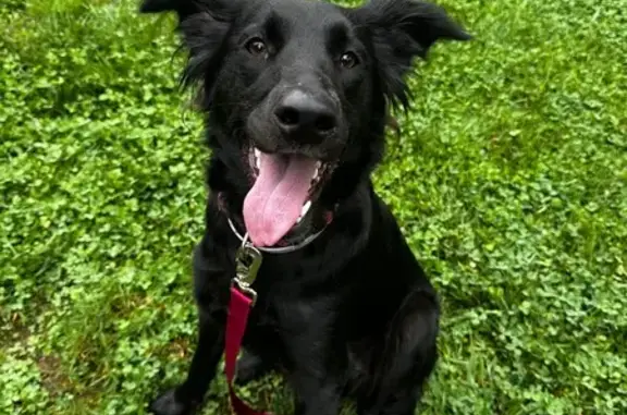 Found: Sweet Black Female Dog in Carbondale