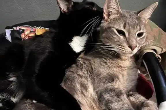 Lost Grey Tabby: Skittish, Loves Snacks