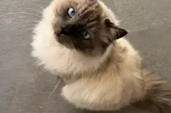 Gato Perdido: Gris y Beige en Las Rozas