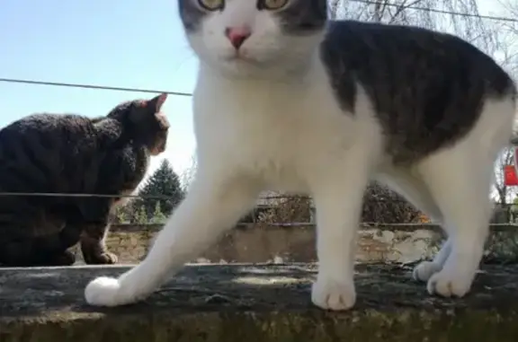 Chat perdu, Appoigny, photo: Chat perdu : Berlioz, sociable et pucé