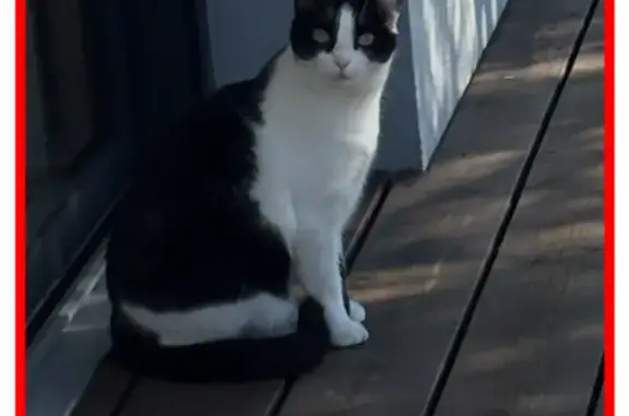 Chatte perdue, noire/blanche, craintive, Andernos - photo