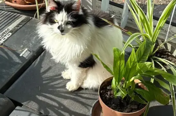Animaux perdus Rives, photo: Chatte perdue, poils longs, Aux Combes