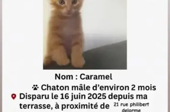 Chaton roux perdu à Perpignan - photo
