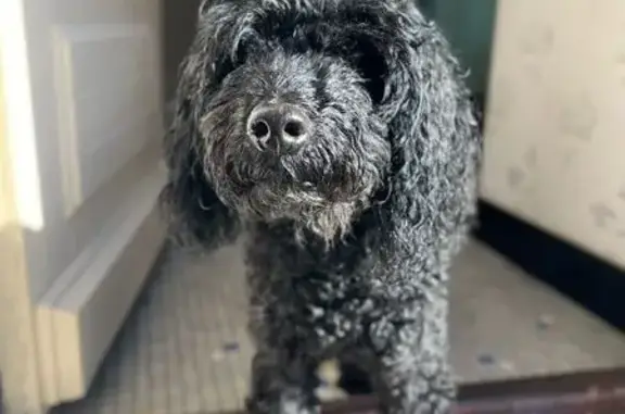 Chien perdu Saint-Gildas-des-Bois, photo : Caniche noir perdu à Saint-Gildas-des-Bois