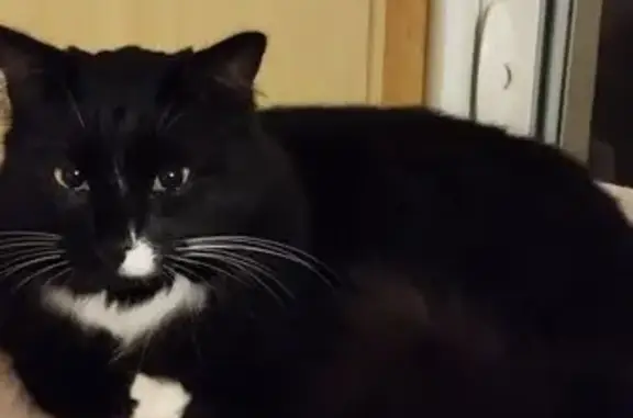 Chat mâle noir et blanc perdu à Pontchâteau - photo