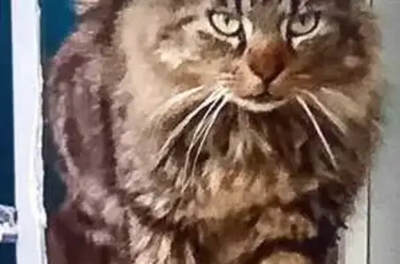 Chat tigré perdu à La Baconnière - photo