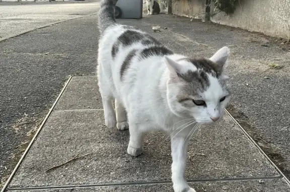 Chat trouvé Dammartin-en-Goële, photo: Chatte blanche tigrée trouvée à Dammartin