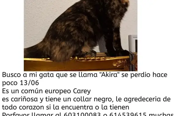 Gata Carey Perdida en Madrid: Muy Cariñosa