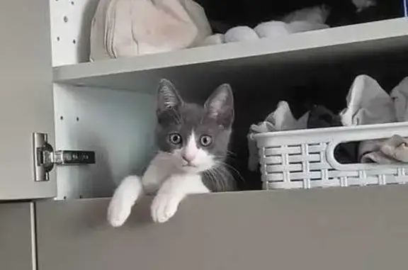 ¡Ayuda a Enzo, gatito perdido en Barcelona!