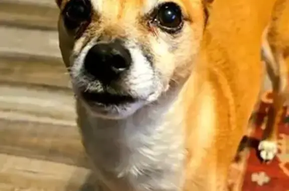 Lost Dog: Friendly Churro in Queen Creek