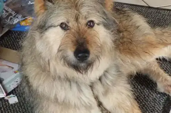 Chien perdu Le Drennec, photo : Inoukie, chienne croisée disparue le 11 juin