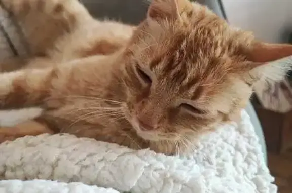 Petit chat roux perdu à Berre-l'Étang - photo