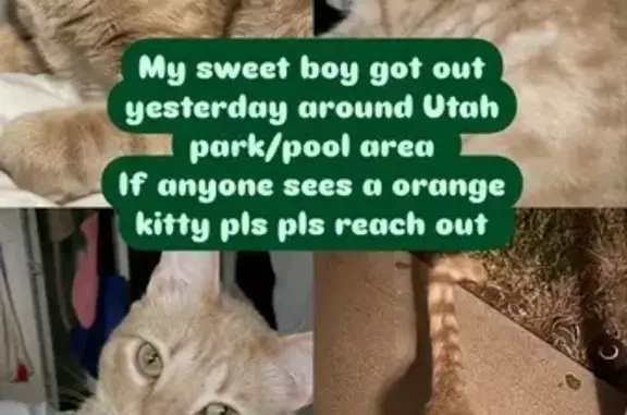 Missing cat Aurora, photo: Lost Orange Cat: Timid, 3-Year-Old in Aurora