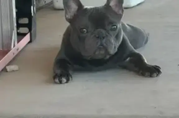 Missing dog San Diego, photo: Smart Grey Dog Lost: Home Ave, SD