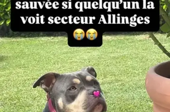 Chienne grise et beige perdue à Allinges - photo