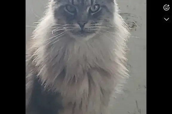 Chat perdu à Aurice, grande taille, gris/roux - photo