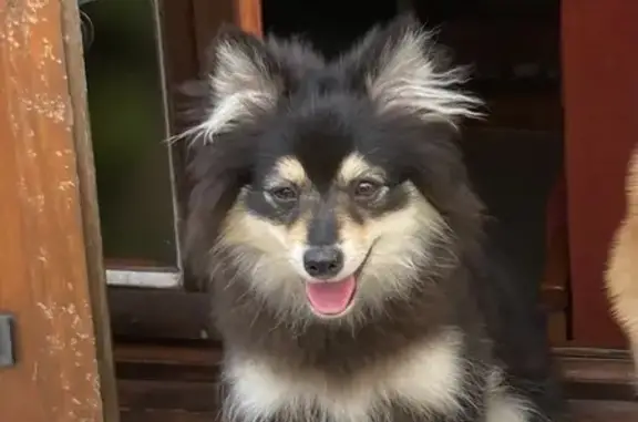 Chienne perdue noir et fauve à Lyon - photo