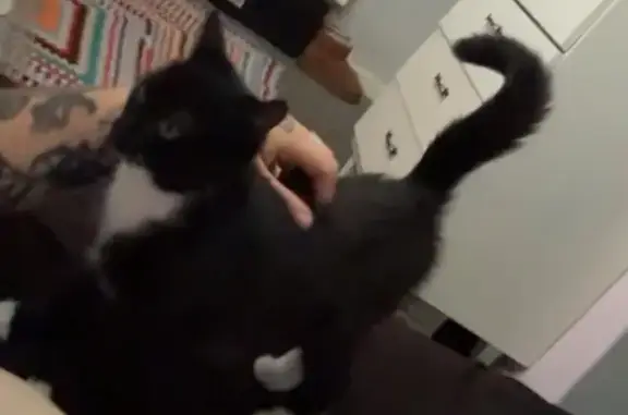 Lost Cat: Unique White Markings, Dawlish
