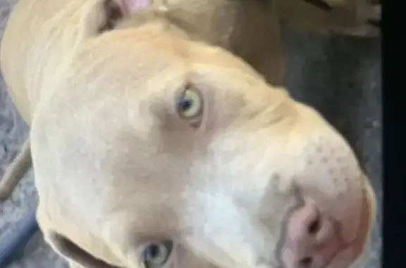 Lost Service Dog: Energetic & Loving