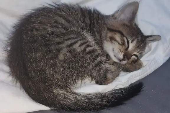 Chat trouvé Agde, photo: Chaton tigré trouvé au Cap d'Agde