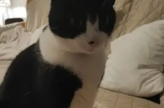 Gato Blanco y Negro Perdido en Vélez-Málaga