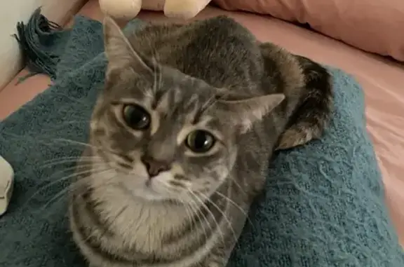 Help Find Cally: Lost Grey Stripy Cat