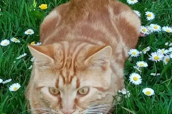 Chat tigré roux perdu à Douarnenez - photo