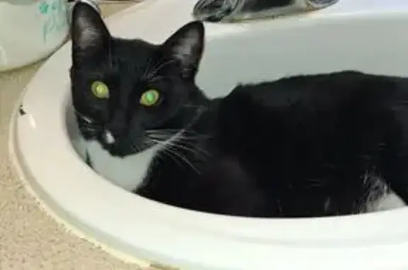 Lost Cat: Black & White, Tacoma E42nd St