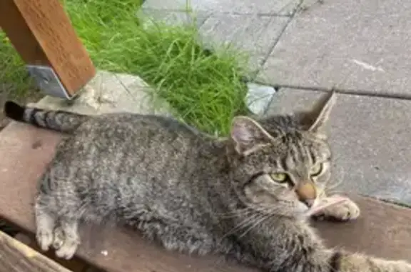 Lost and found pets Renton, photo: Lost Skittish Cat - West Gowe St, Kent