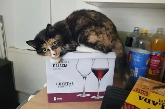 Lost Tortoishell Cat: Help Bring Her Home!