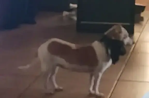 Lost and found pets St. Petersburg, photo: Lost Jack Russell 'Princess' - St. Pete