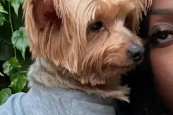 Lost Dog Vert: Brown & Silver, S. Halsted