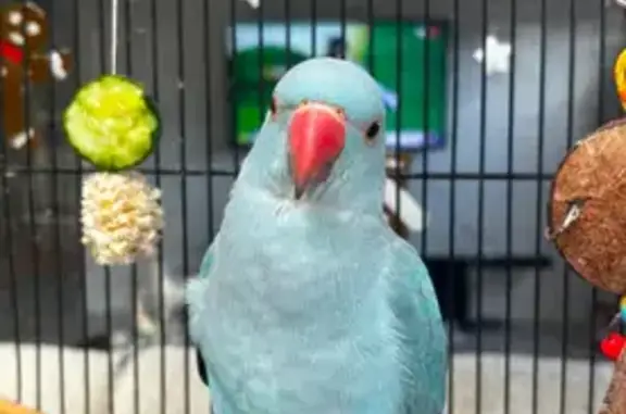Lost Blue Indian Ringneck in Melton