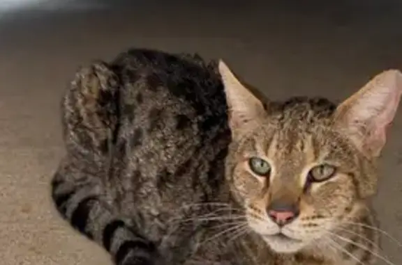 Found pets , photo: Found: Spotted Cat Named Samson - Port Miramar