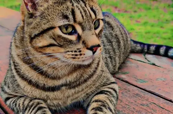 Lost Brown Tabby Cat in River Ridge