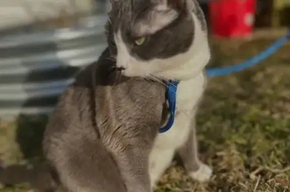 Lost Cat: Grey & White, Black Nose - Bangor