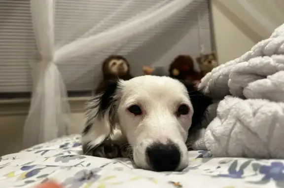 Lost Dog: Black Ears, White Body - Help!