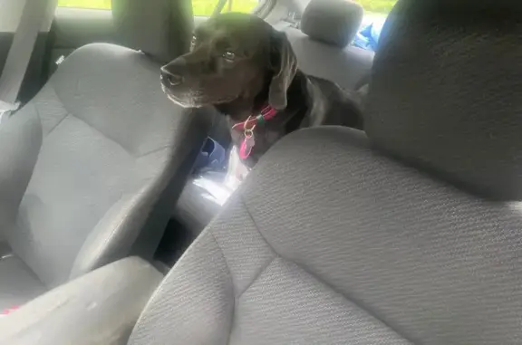 Found dog Wilmington, photo: Lost Friendly Black Lab-Beagle Mix