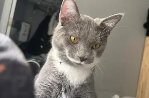 Lost Gray Cat Asher: Everest Lane, Indy