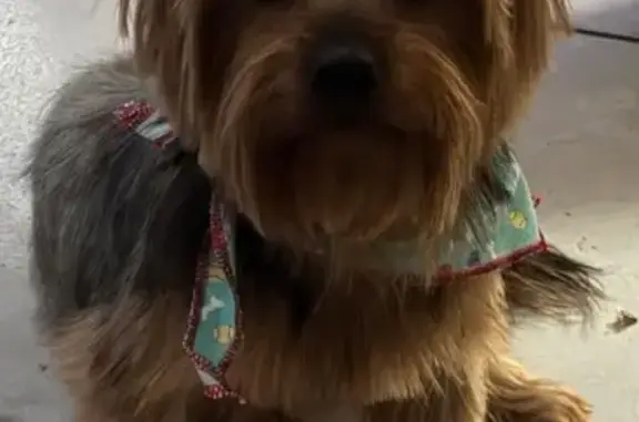 Lost Yorkie: Orange/Gold Head...