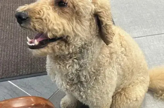 Found dog North Little Rock, photo: Found Golden/Tan Doodle in N. Little Rock