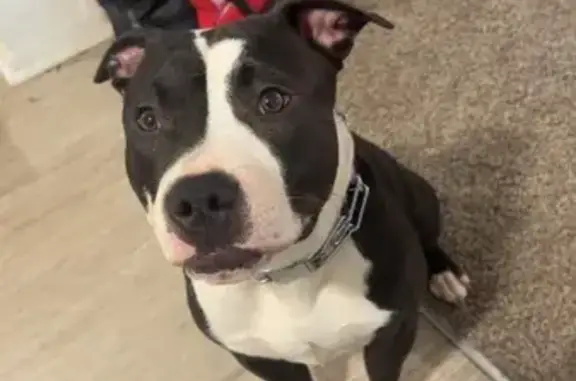 Lost pets Charleston, photo: Lost Dog: Black & White, Orange Leash