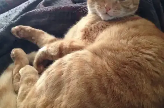 Missing cat Wood River, photo: Lost 19-Year-Old Cat: East Penning Ave