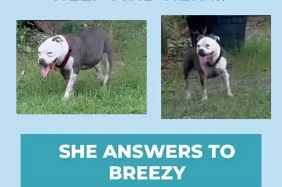Lost Bully Dog: White & Grey,...