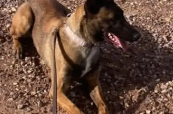 Lost Tan Dog with White Chest...