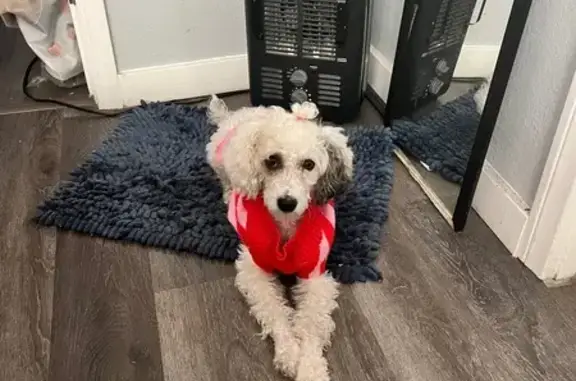 Lost Dog: Daisy - White with B...