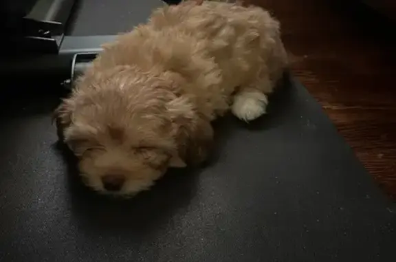 Missing dog Silver Spring, photo: Lost Dog: Tiny, Fluffy, Yellow-Brown