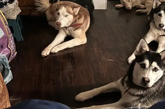 Missing Dogs: Layla & Odin in Dundalk