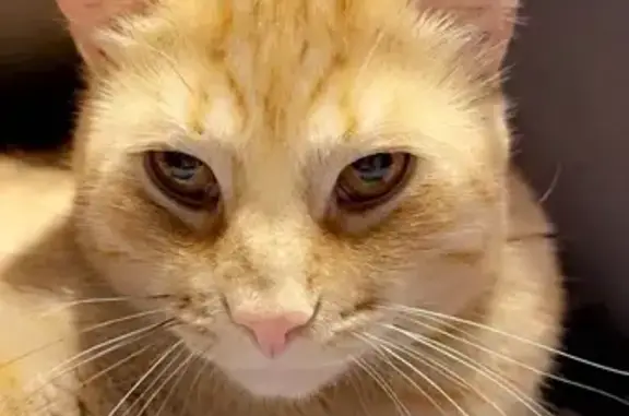 Lost Orange Cat: Sunset Ave, Verona